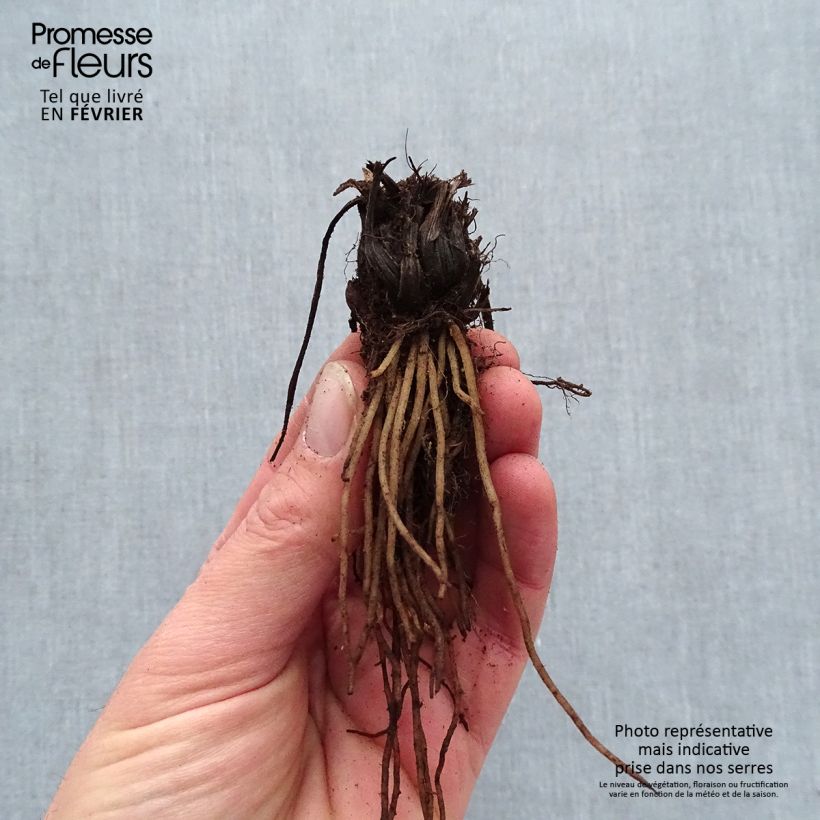 Amostra de Coeur de Marie - Dicentra Candy Hearts Petites Racines nues tal como entregue no inverno