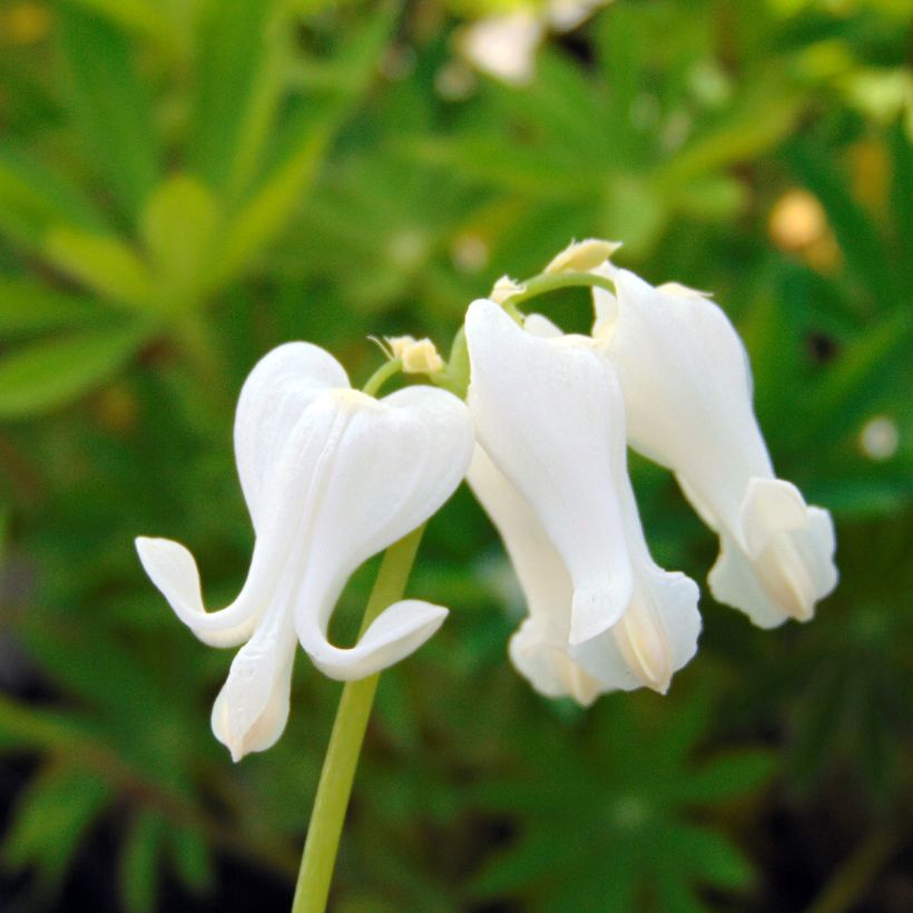 Dicentra Ivory Hearts (Floração)