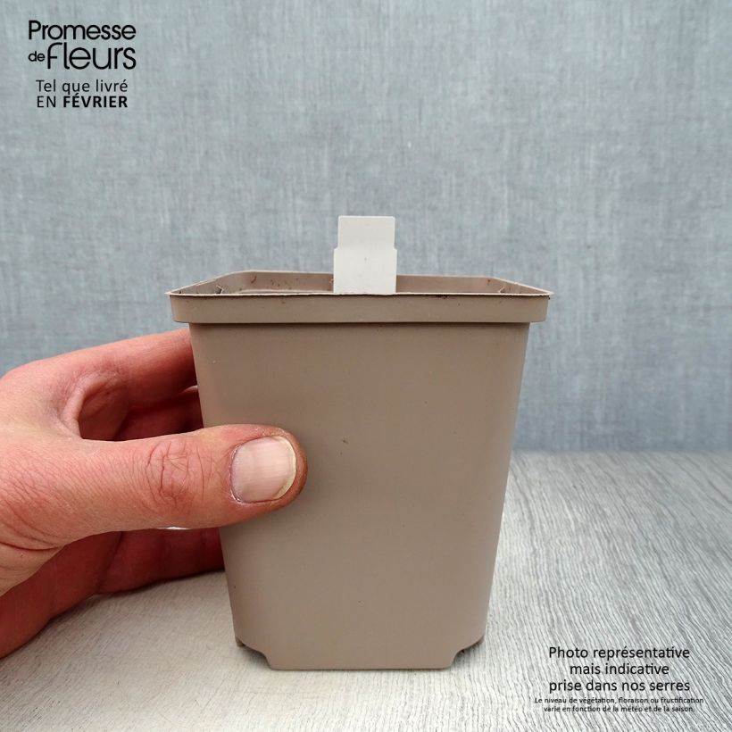 Amostra de Coeur de Marie - Dicentra Ivory Hearts Vaso de 8/9 cm tal como entregue no inverno