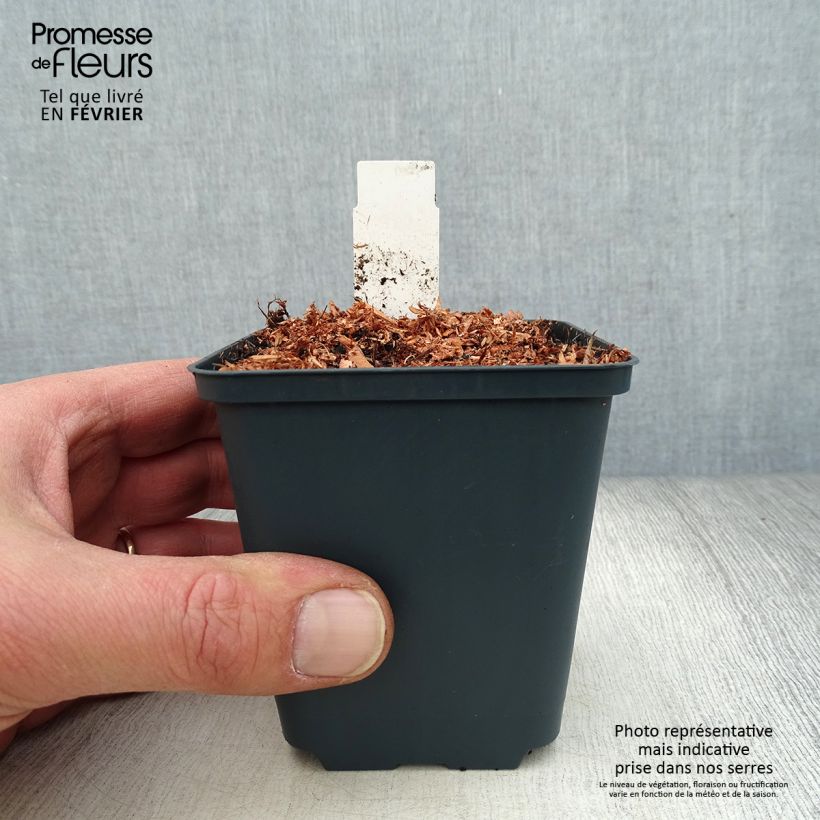 Amostra de Coeur de Marie - Dicentra King of Hearts Vaso de 8/9 cm tal como entregue no inverno