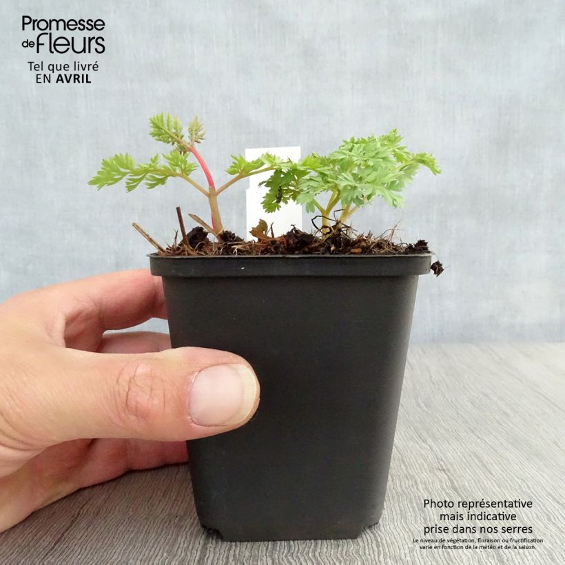 Amostra de Dicentra King of Hearts Vaso de 8/9 cm tal como entregue na primavera