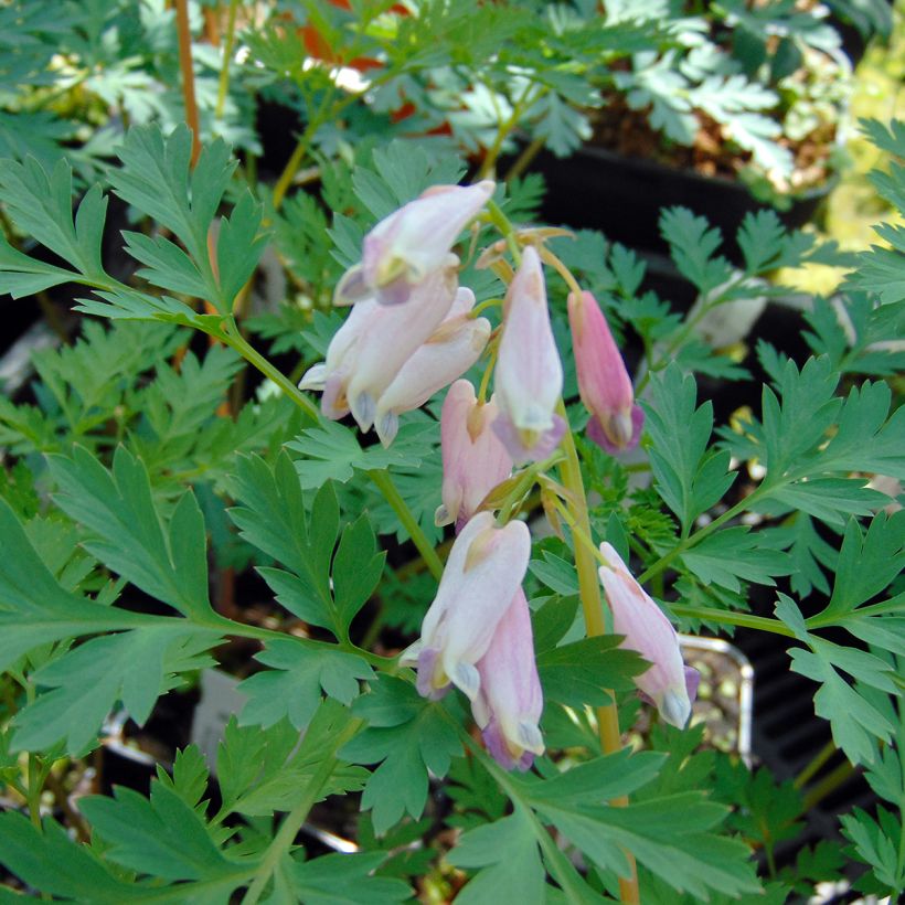 Dicentra eximia Stuart Boothman (Floração)
