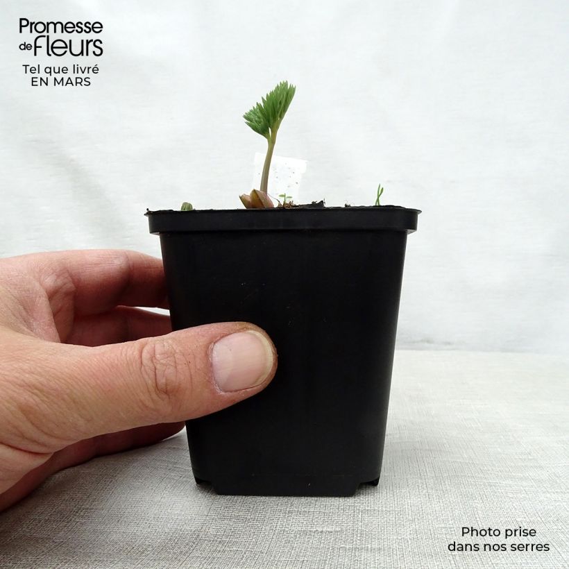 Amostra de Dicentra eximia Stuart Boothman Vaso de 8/9 cm tal como entregue na primavera