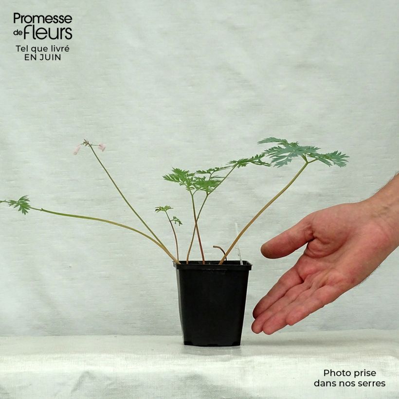 Amostra de Dicentra eximia Stuart Boothman Vaso de 8/9 cm tal como entregue no verão