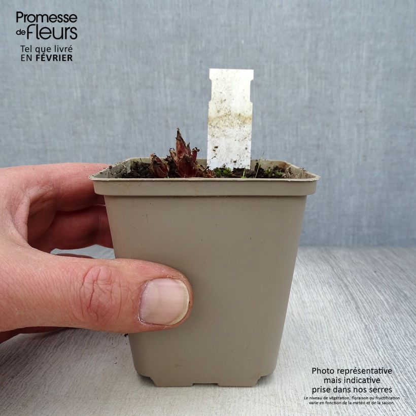 Amostra de Coeur de Marie - Dicentra eximia Stuart Boothman Vaso de 8/9 cm tal como entregue no inverno