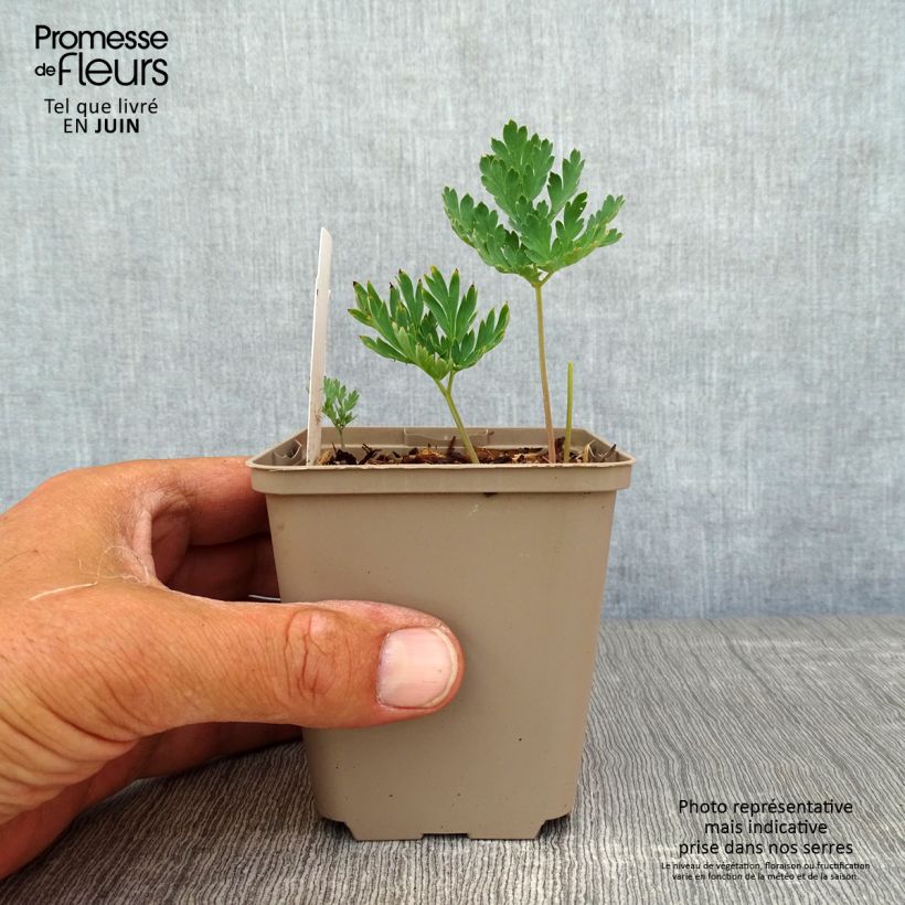 Amostra de Dicentra formosa Aurora Vaso de 8/9 cm tal como entregue no verão