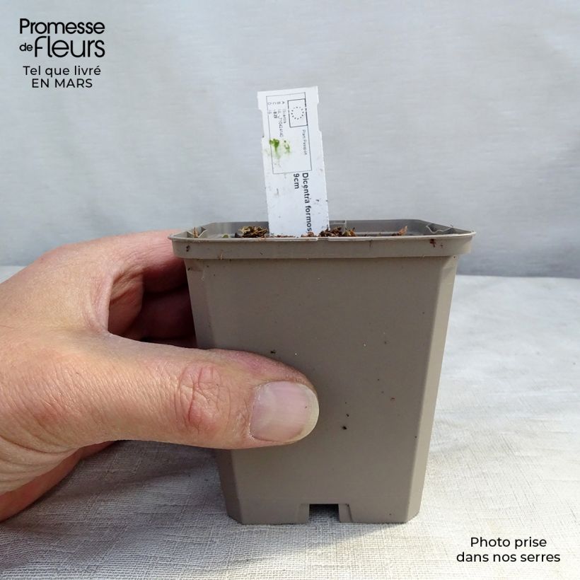 Amostra de Dicentra formosa Aurora Vaso de 8/9 cm tal como entregue na primavera