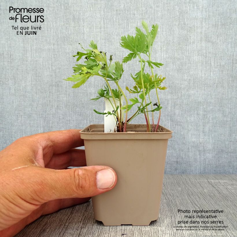 Amostra de Dicentra formosa Bacchanal Vaso de 8/9 cm tal como entregue no verão