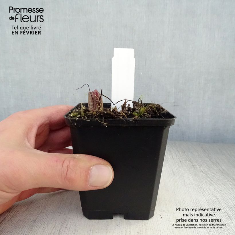 Amostra de Coeur de Marie, Dicentra formosa Bacchanal Vaso de 8/9 cm tal como entregue no inverno