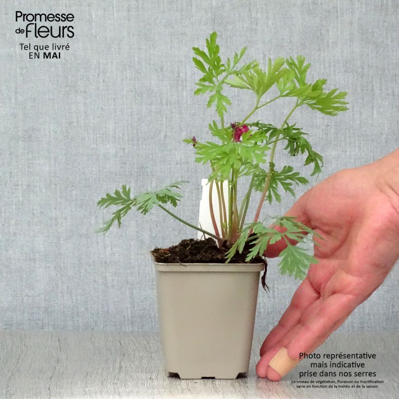 Amostra de Dicentra formosa Bacchanal Vaso de 8/9 cm tal como entregue na primavera