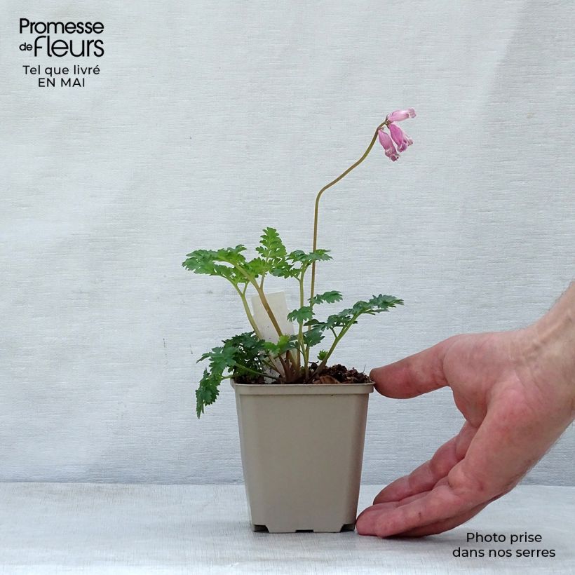 Amostra de Dicentra formosa Luxuriant Vaso de 8/9 cm tal como entregue na primavera