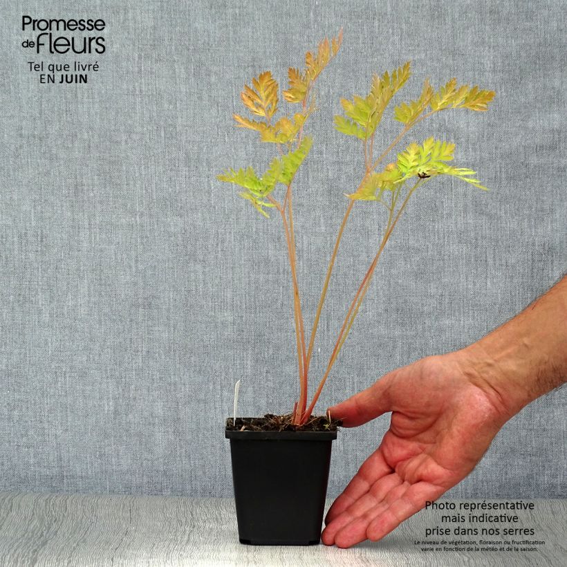 Amostra de Dicentra formosa Luxuriant Vaso de 8/9 cm tal como entregue no verão