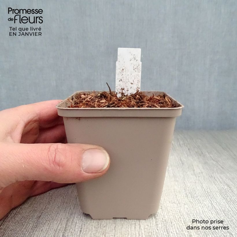 Amostra de Coeur de Marie - Dicentra formosa Luxuriant Vaso de 8/9 cm tal como entregue no inverno