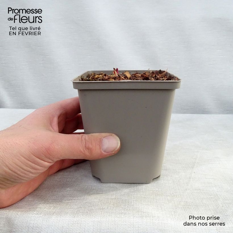Amostra de Coeur de Marie - Dicentra formosa Spring Gold Vaso de 8/9 cm tal como entregue no inverno