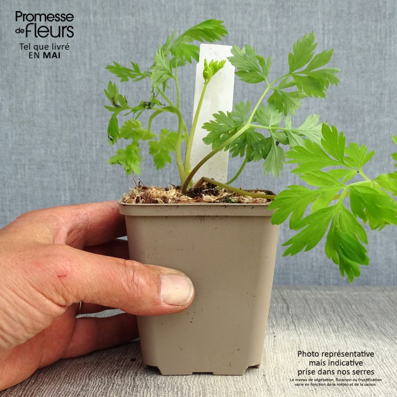 Amostra de Dicentra formosa Spring Gold Vaso de 8/9 cm tal como entregue na primavera