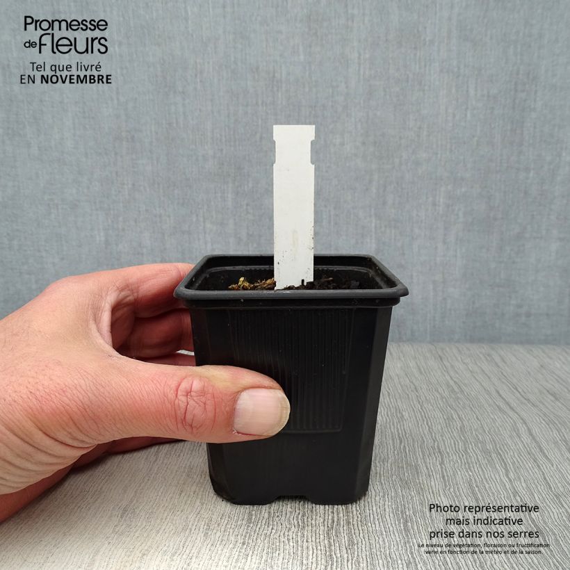 Amostra de Dicentra spectabilis White Gold Vaso de 8/9 cm tal como entregue no outono
