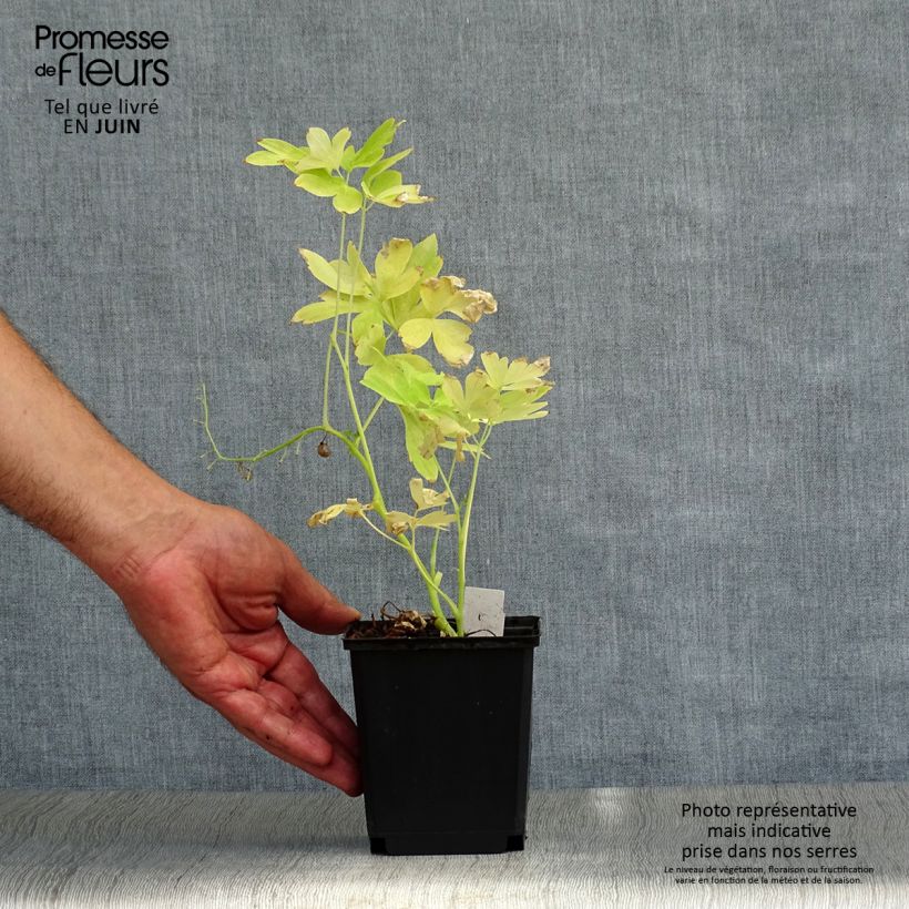 Amostra de Dicentra spectabilis White Gold Vaso de 8/9 cm tal como entregue no verão