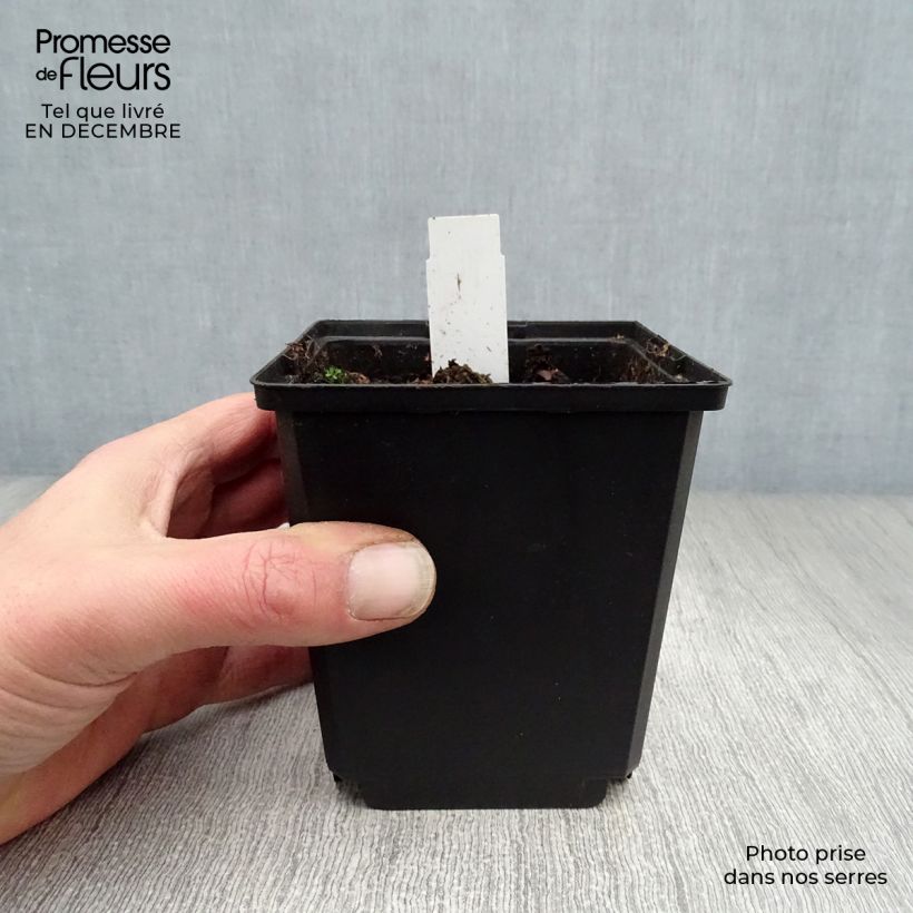 Amostra de Coeur de Marie - Dicentra spectabilis White Gold Vaso de 8/9 cm tal como entregue no inverno