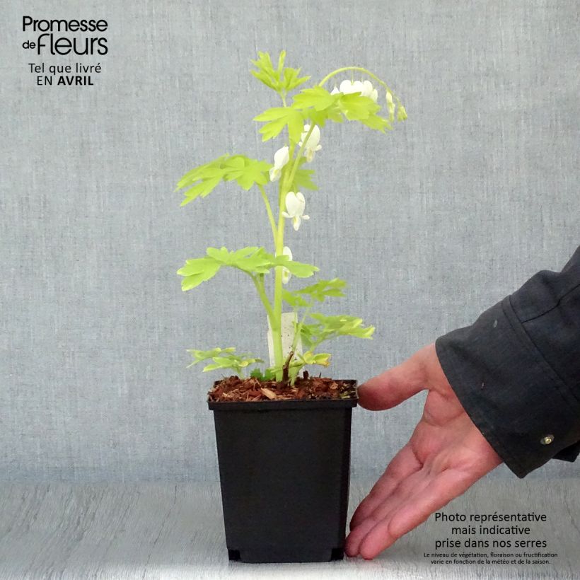 Amostra de Dicentra spectabilis White Gold Vaso de 8/9 cm tal como entregue na primavera