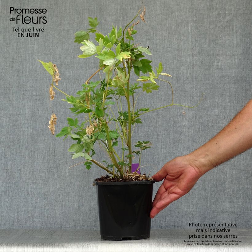 Amostra de Dicentra spectabilis Yellow Leaf Vaso de 3 L/4 L tal como entregue no verão