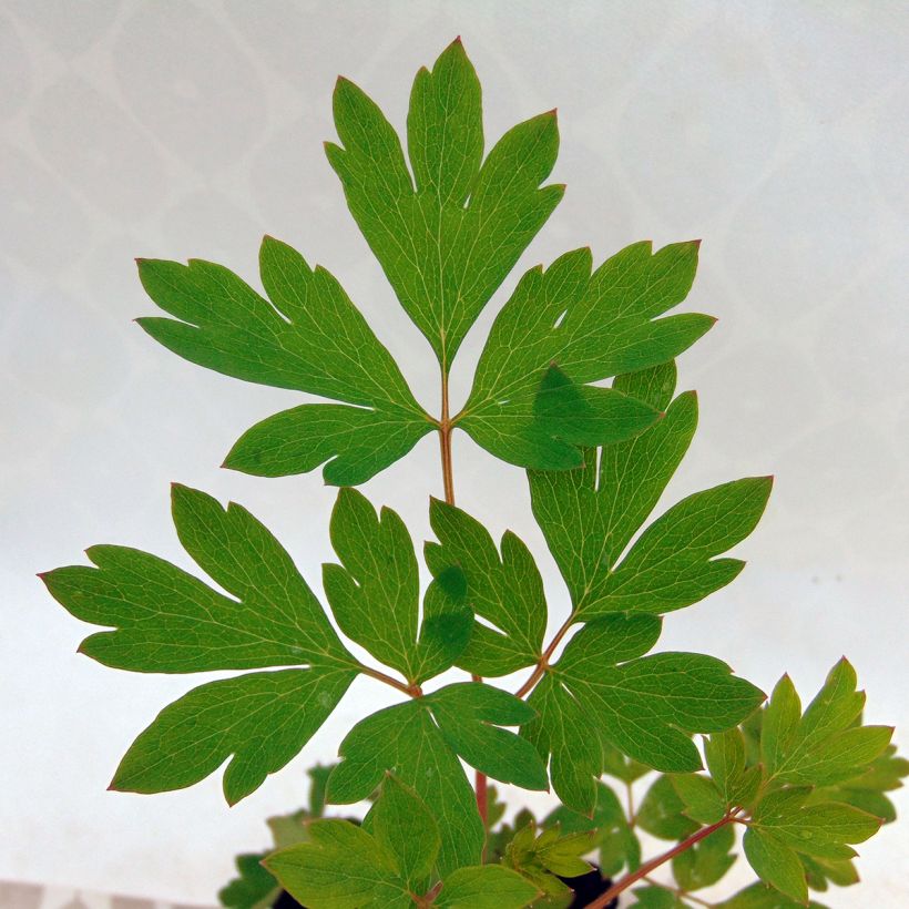 Dicentra spectabilis (Folhagem)