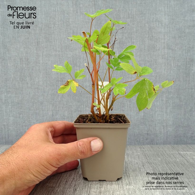 Amostra de Dicentra spectabilis Vaso de 8/9 cm tal como entregue no verão