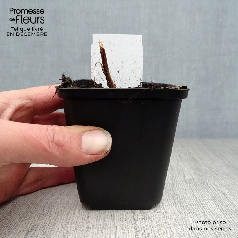 Amostra de Dicentra spectabilis Vaso de 8/9 cm tal como entregue no inverno