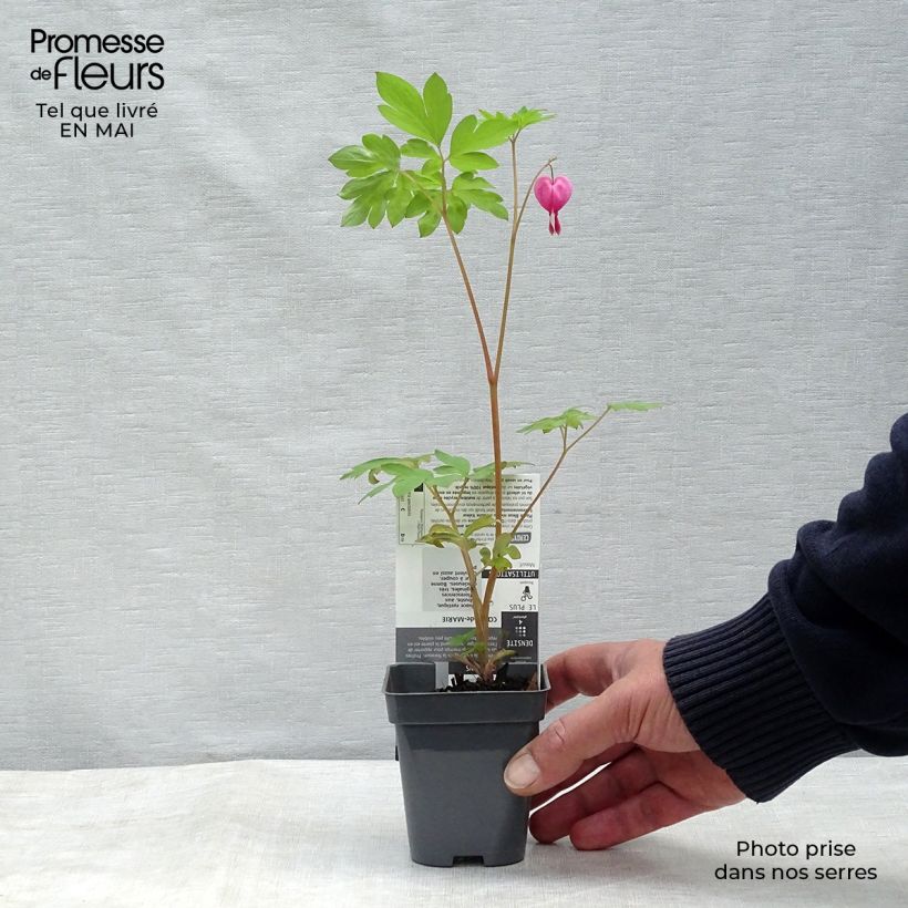 Amostra de Dicentra spectabilis Vaso de 8/9 cm tal como entregue na primavera