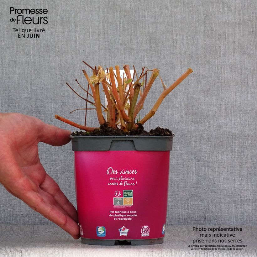 Amostra de Dicentra spectabilis Vaso de 2 L/3 L tal como entregue no verão