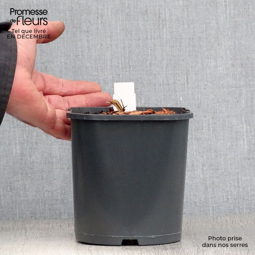 Amostra de Dicentra spectabilis Vaso de 2 L/3 L tal como entregue no inverno