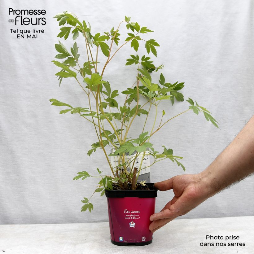 Amostra de Dicentra spectabilis Vaso de 2 L/3 L tal como entregue na primavera