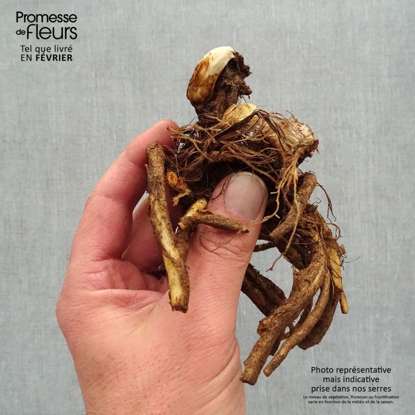 Amostra de Dicentra spectabilis Raízes nuas tal como entregue no inverno