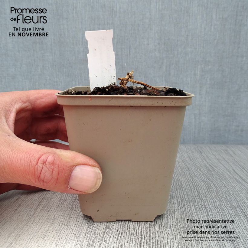 Amostra de Dicentra spectabilis Valentine Vaso de 7/8 cm tal como entregue no outono