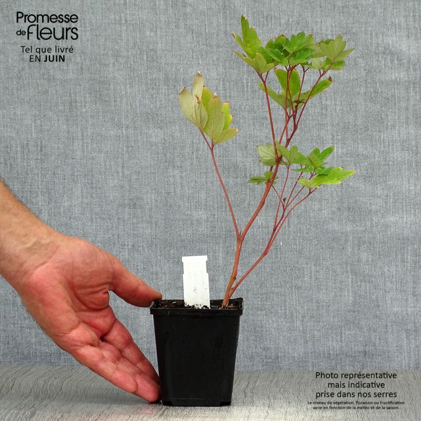 Amostra de Dicentra spectabilis Valentine Vaso de 7/8 cm tal como entregue no verão