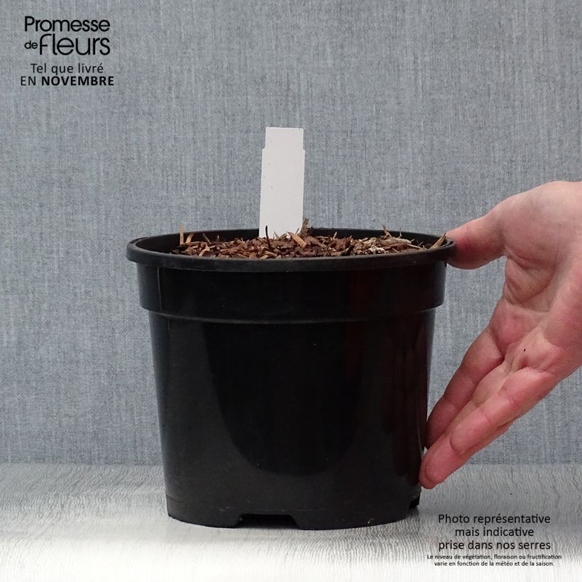 Amostra de Dicentra spectabilis Valentine Vaso de 2 L/3 L tal como entregue no outono