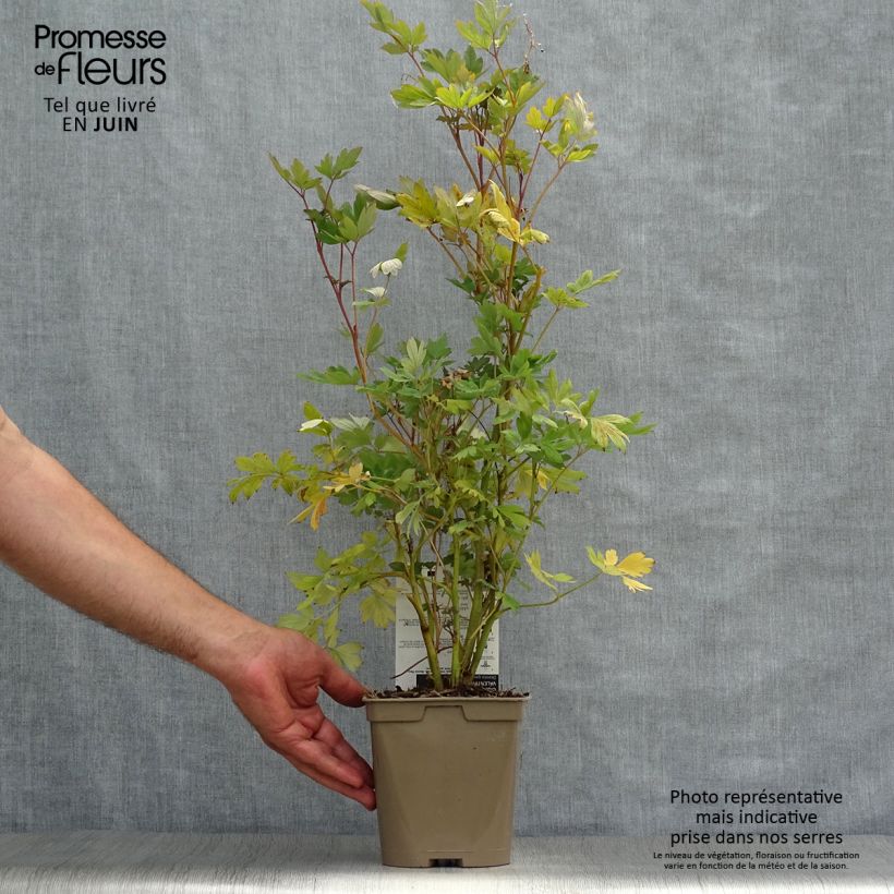 Amostra de Dicentra spectabilis Valentine Vaso de 2 L/3 L tal como entregue no verão