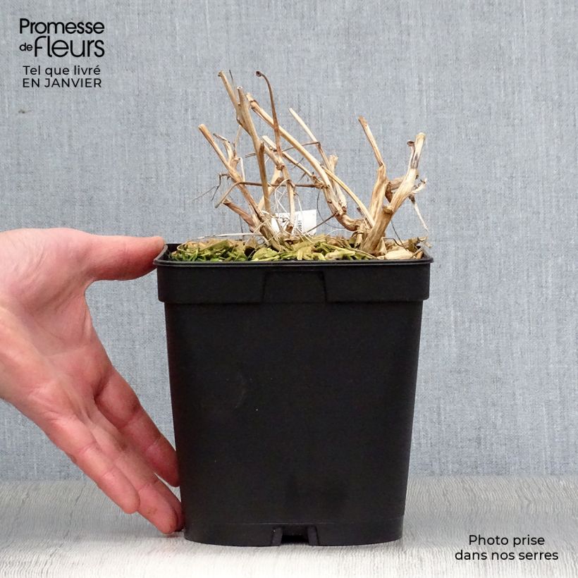 Amostra de Coeur de Marie Rouge - Dicentra spectabilis Valentine Vaso de 2 L/3 L tal como entregue no inverno