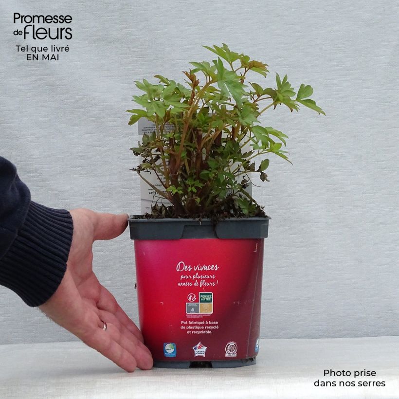 Amostra de Dicentra spectabilis Valentine Vaso de 2 L/3 L tal como entregue na primavera