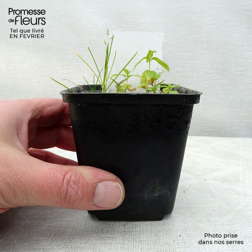 Amostra de Coeur de Marie Rouge - Dicentra spectabilis Valentine Vaso de 7/8 cm tal como entregue no inverno