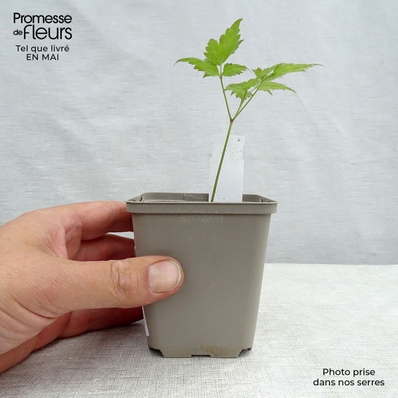 Amostra de Dicentra spectabilis Valentine Vaso de 7/8 cm tal como entregue na primavera