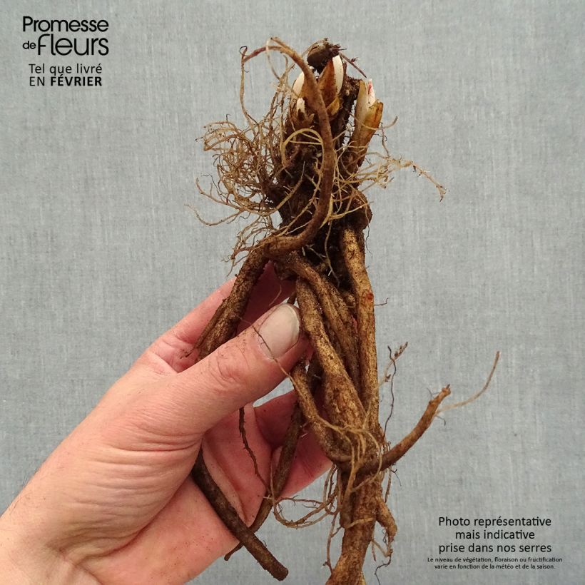 Amostra de Coeur de Marie Rouge - Dicentra spectabilis Valentine Raízes nuas tal como entregue no inverno