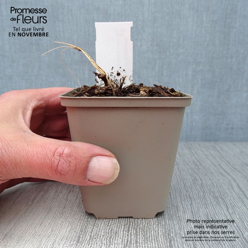 Amostra de Dicentra spectabilis Goldheart Vaso de 10 cm/11 cm tal como entregue no outono