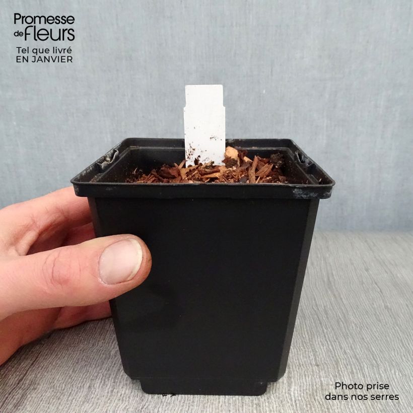 Amostra de Coeur de Marie doré - Dicentra spectabilis Goldheart® Vaso de 10 cm/11 cm tal como entregue no inverno