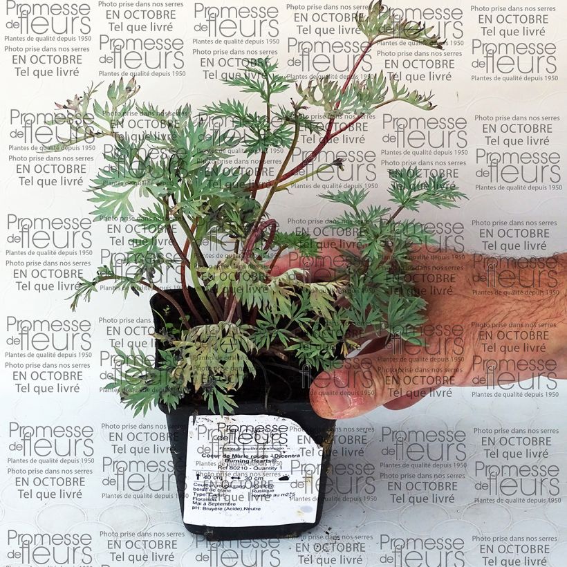 Exemplo de amostra de Coeur de Marie rouge - Dicentra Burning Hearts® Vaso de 8/9 cm tal como entregue