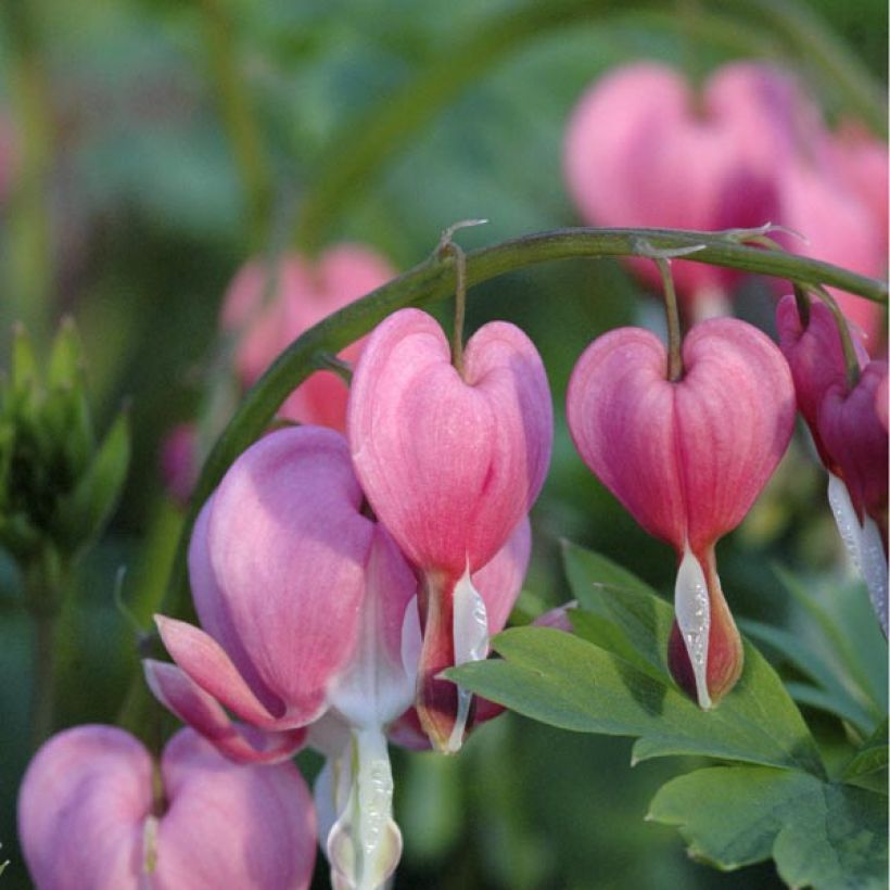 Dicentra spectabilis (Floração)