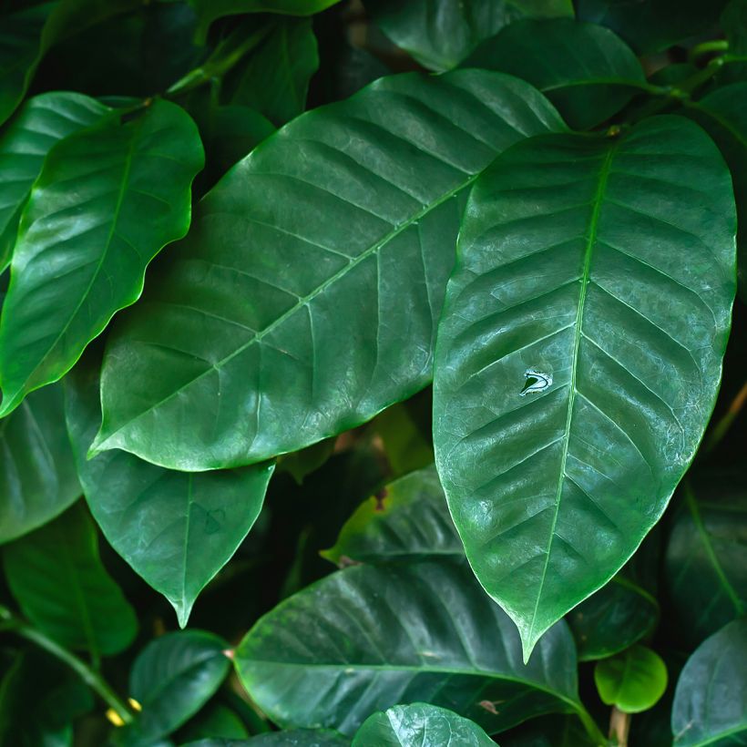 Cafeeiro - Coffea arabica (Folhagem)