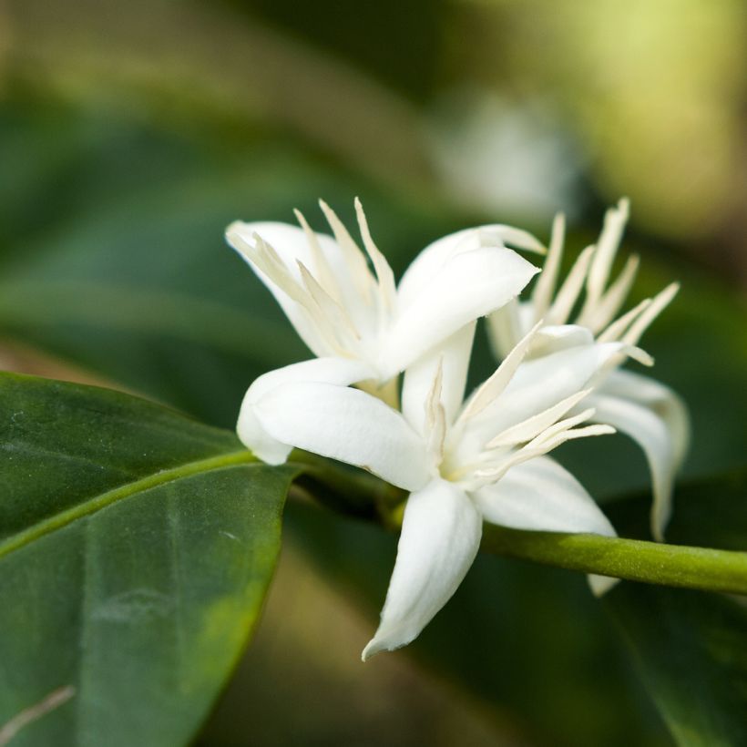 Cafeeiro - Coffea arabica (Floração)