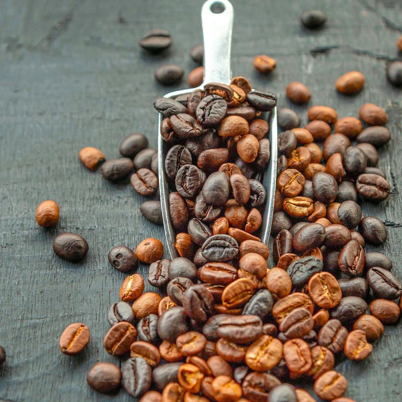 Cafeeiro - Coffea arabica (Colheita)