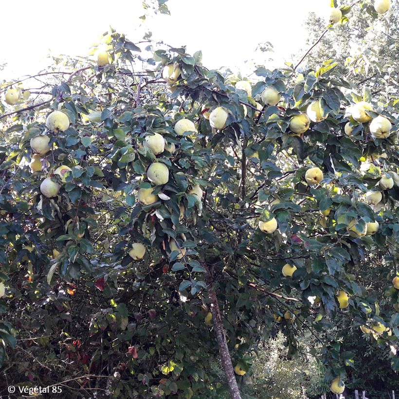 Marmeleiro Aromatnaya - Cydonia oblonga (Hábito)