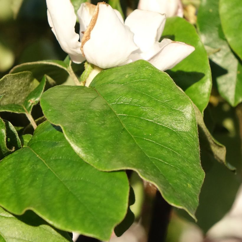 Marmeleiro Aromatnaya - Cydonia oblonga (Folhagem)